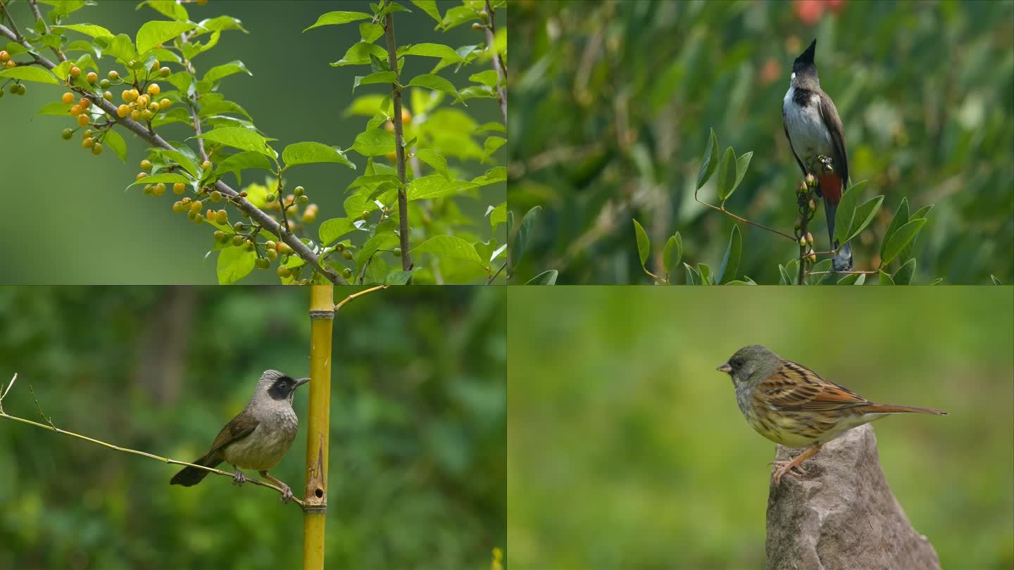 合集-4k实拍春天夏天来了各种鸟在枝头