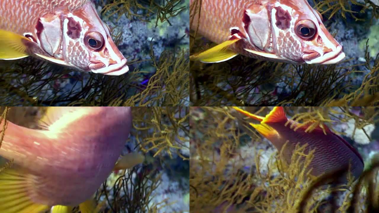 石斑鱼在红海的背景海洋景观中靠近水下。