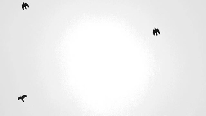 抽象风格化的太阳斑点，带有黑乌鸦数字失真的轮廓