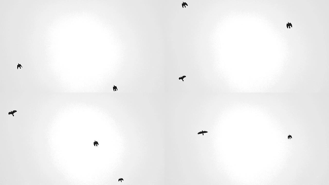 抽象风格化的太阳斑点，带有黑乌鸦数字失真的轮廓