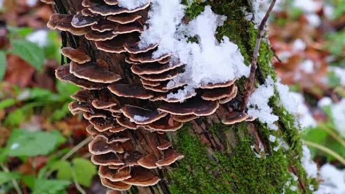 树干上的多孔蘑菇
