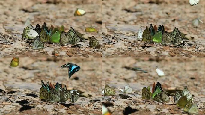 地面上的许多野生蝴蝶