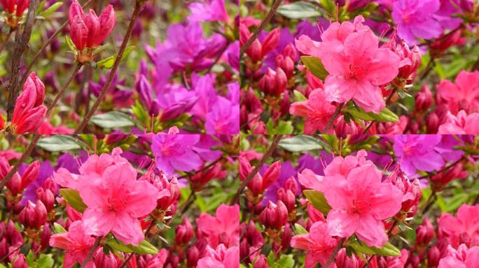 即将到来的春天，在美丽的花园里有红色的杜鹃花