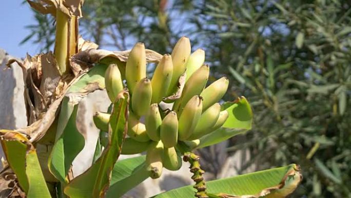 以4k慢动作在种植园上种植香蕉束