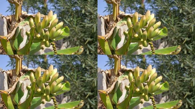 以4k慢动作在种植园上种植香蕉束