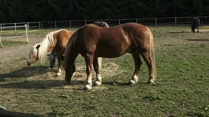 Group of horses eating hay. Horses eating hay on t