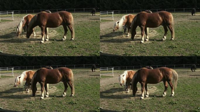 Group of horses eating hay. Horses eating hay on t