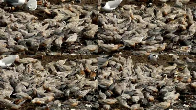 喂红结鹬笑鸥芦苇海滩开普梅半岛新泽西