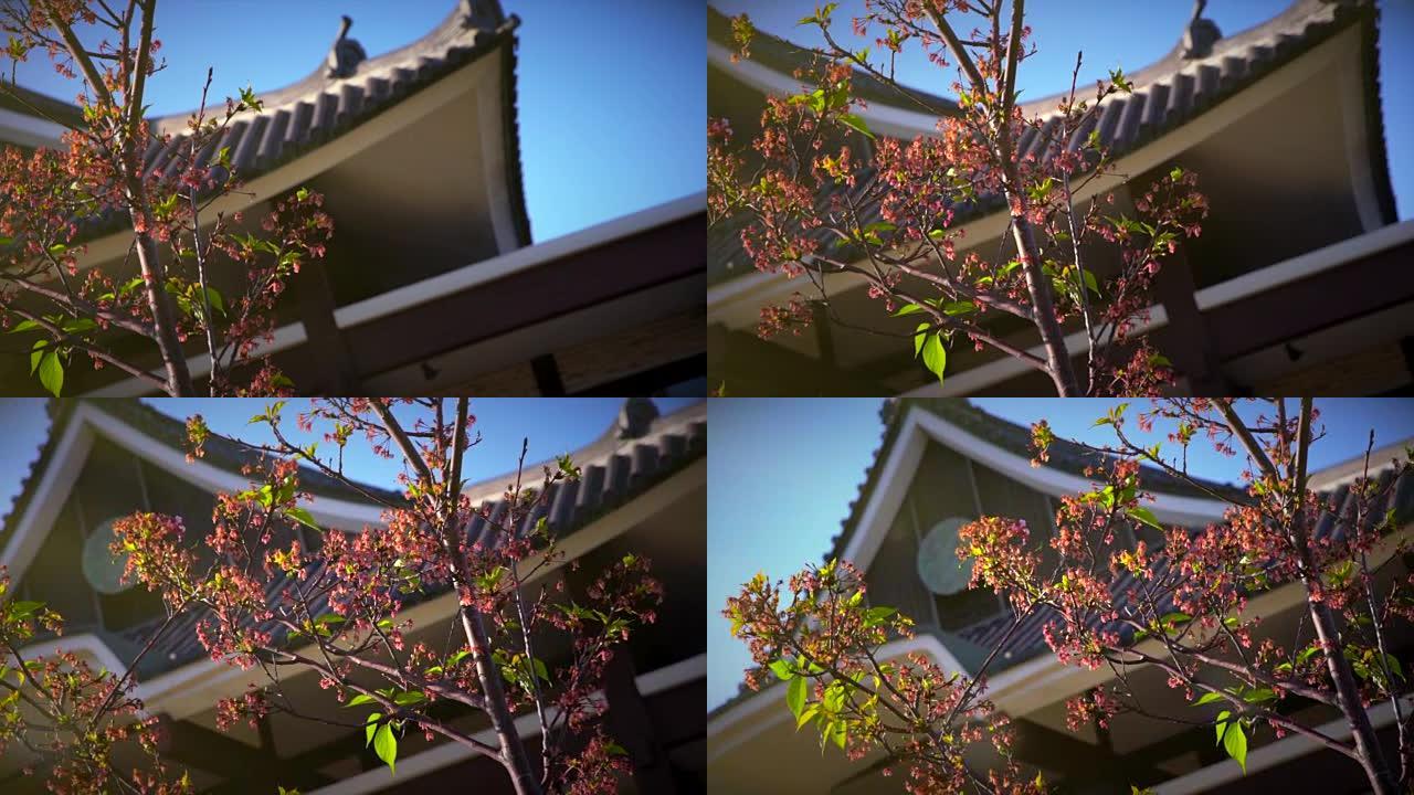 樱花环绕的日本古代宝塔建筑的潘