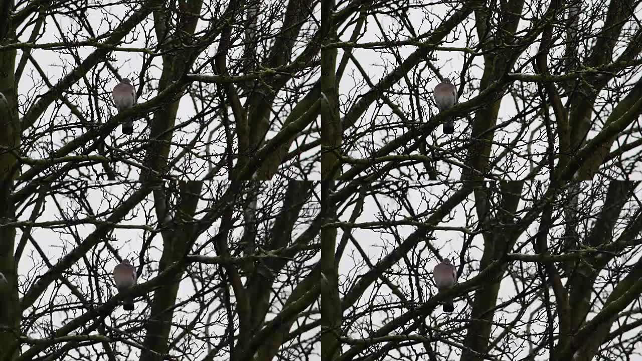 雨天树枝上的单鸽。