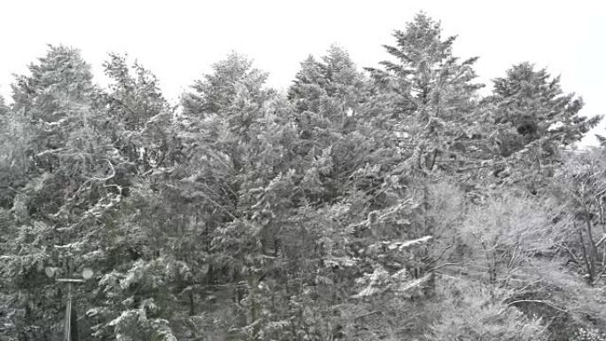 积雪树