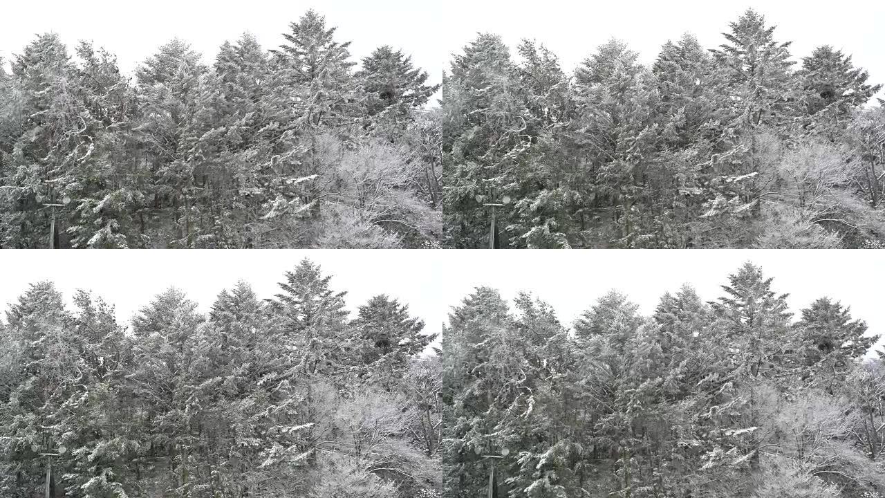 积雪树
