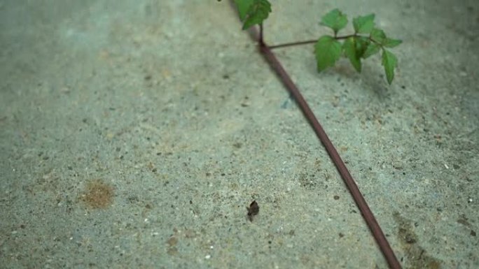 vine on ground close up floor slide