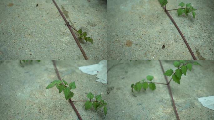 vine on ground close up floor slide