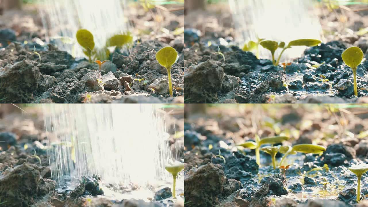 用喷水罐浇水的地下新种植物的胚芽。。水被吸收到土壤中