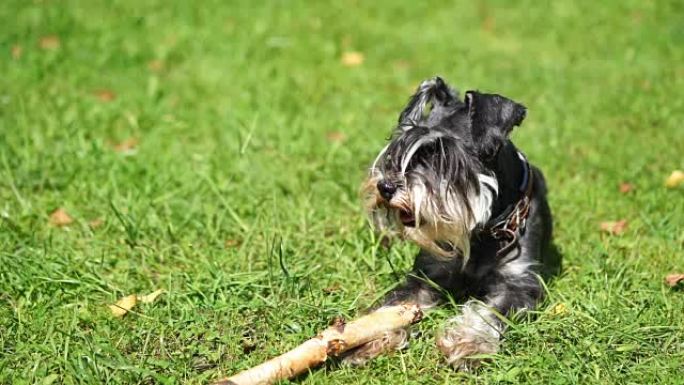 微型雪纳瑞犬躺在草地上，然后用一根棍子咬住牙齿走开。