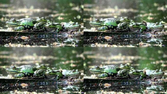 水蛙，花园池塘里的蛙，青蛙上爬行的蜜蜂，4K
