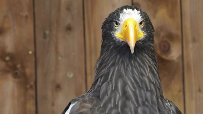 Stellers海鹰在观察自然环境的同时炫耀自然之美 (HD，Slo-Mo)