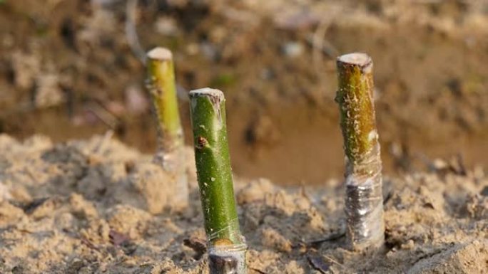 用手握在一起描述野生玫瑰移植分支