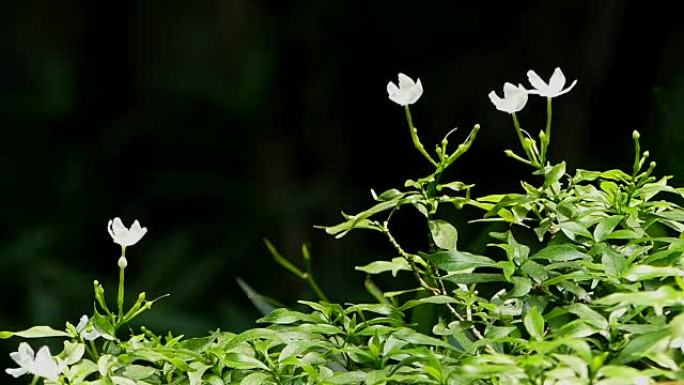 温暖阳光下的茉莉花