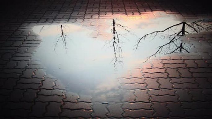 街道上下雨后，树和天空的水坑倒影