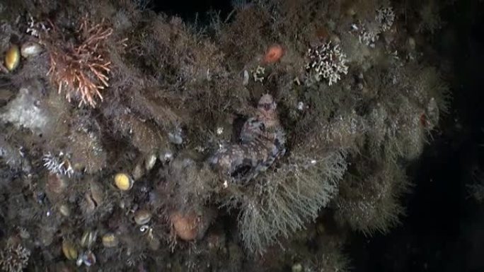 有趣的独特的鱼在阿拉斯加海洋的水下蒙面。