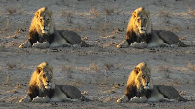 雄性非洲狮-卡拉哈里沙漠