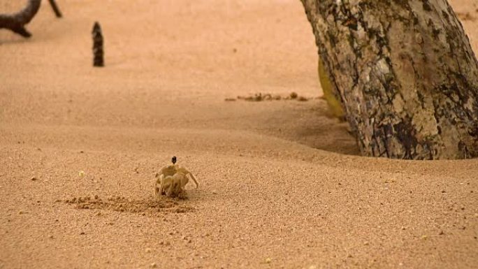 热带蟹在加勒比海的金色海滩上的自然栖息地