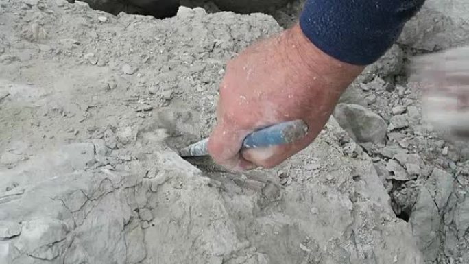 收集贝伦尼石化石。用粉笔岩石锤击贝伦尼特。
