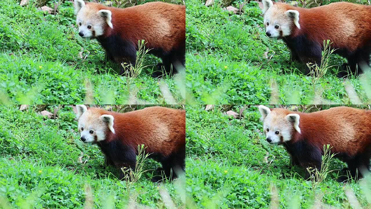 小熊猫吃草