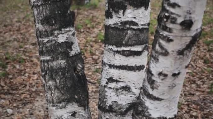 灰色春日桦树树干树皮的细节。三个桦树树干