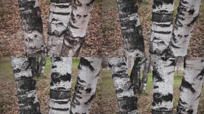 灰色春日桦树树干树皮的细节。三个桦树树干
