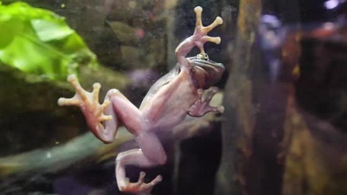 水族馆里的热带绿青蛙。靠近一只非洲青蛙的水下。青蛙粘在水族馆的玻璃上