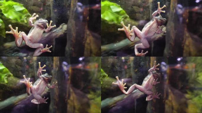 水族馆里的热带绿青蛙。靠近一只非洲青蛙的水下。青蛙粘在水族馆的玻璃上