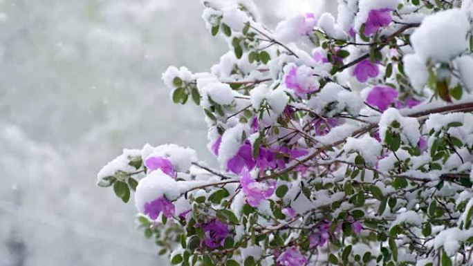 西伯利亚晚春降雪下的杜鹃花
