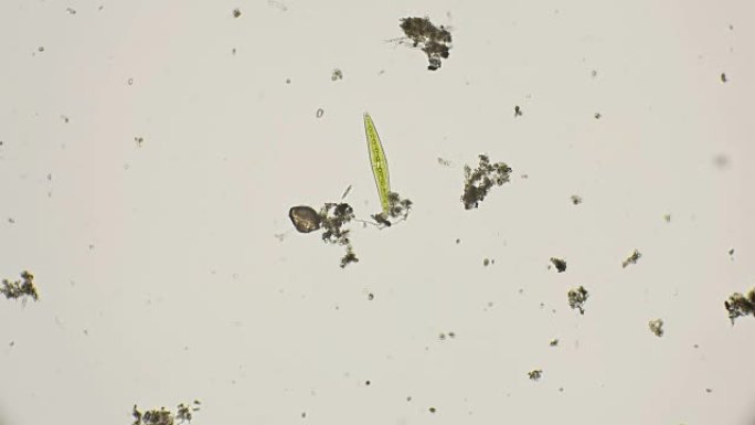 显微镜下淡水中的硅藻