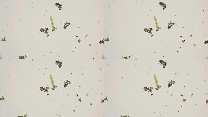 显微镜下淡水中的硅藻