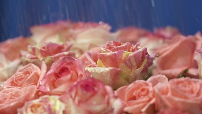 水滴掉落在粉红色玫瑰的花瓣上，花朵在慢动作中