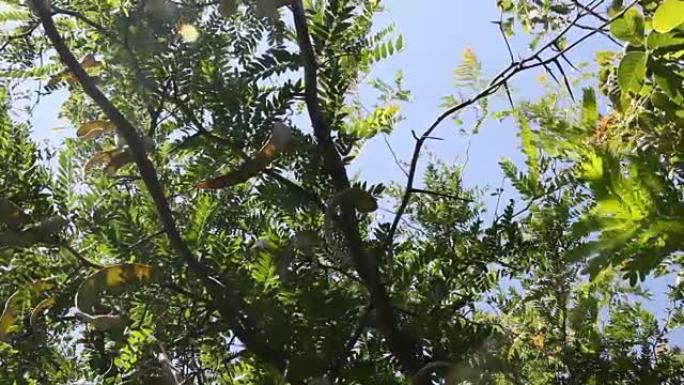 蜂蜜刺槐树