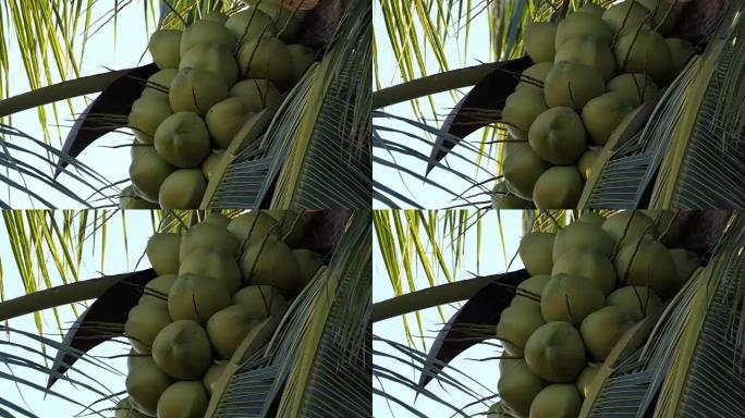 树上的椰子