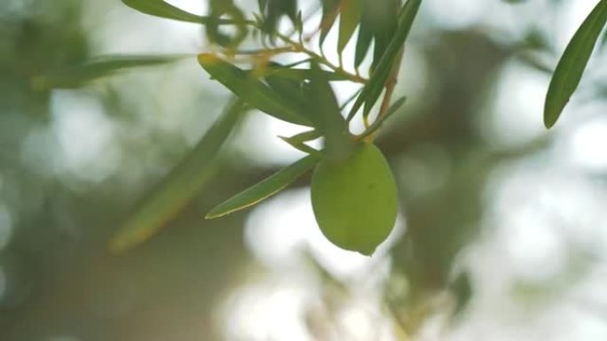 树上的绿橄榄，在阳光下可以看到