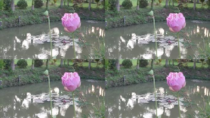 池塘上的莲花