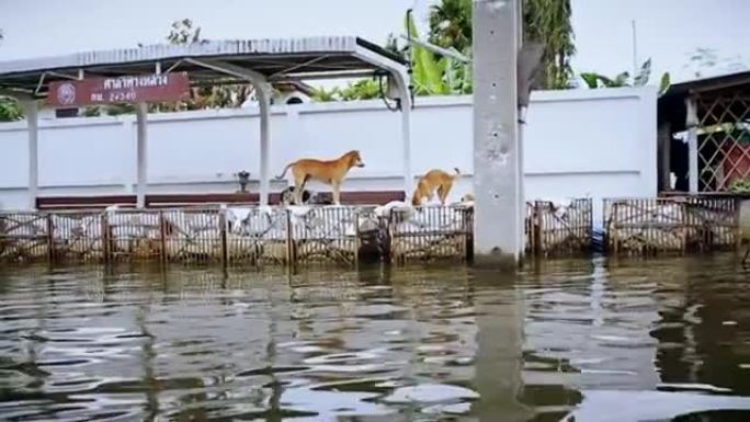 曼谷洪水2011，泰国