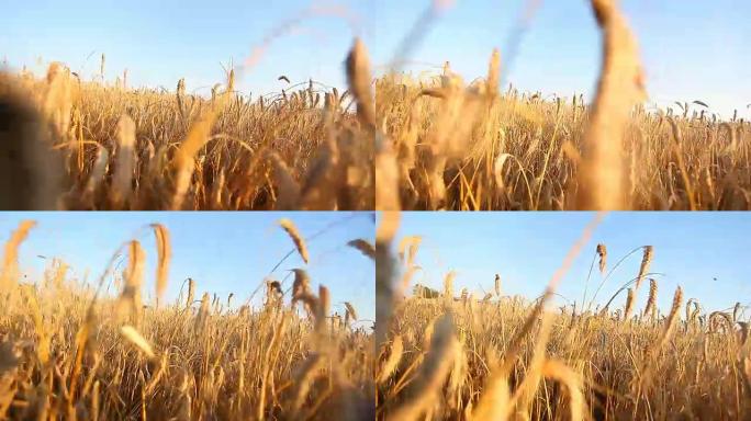 成熟的麦田被太阳照亮
