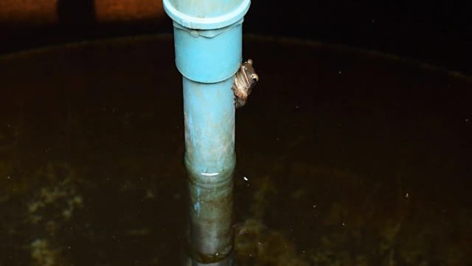 棕色树蛙在管道上捕捉。