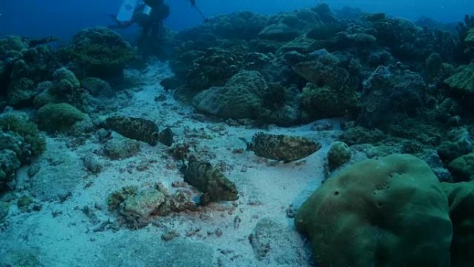 珊瑚礁中的大理石石斑鱼群