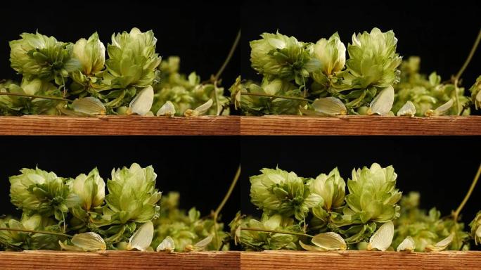 Detail of  Hop Cones on the Black Background. Moti