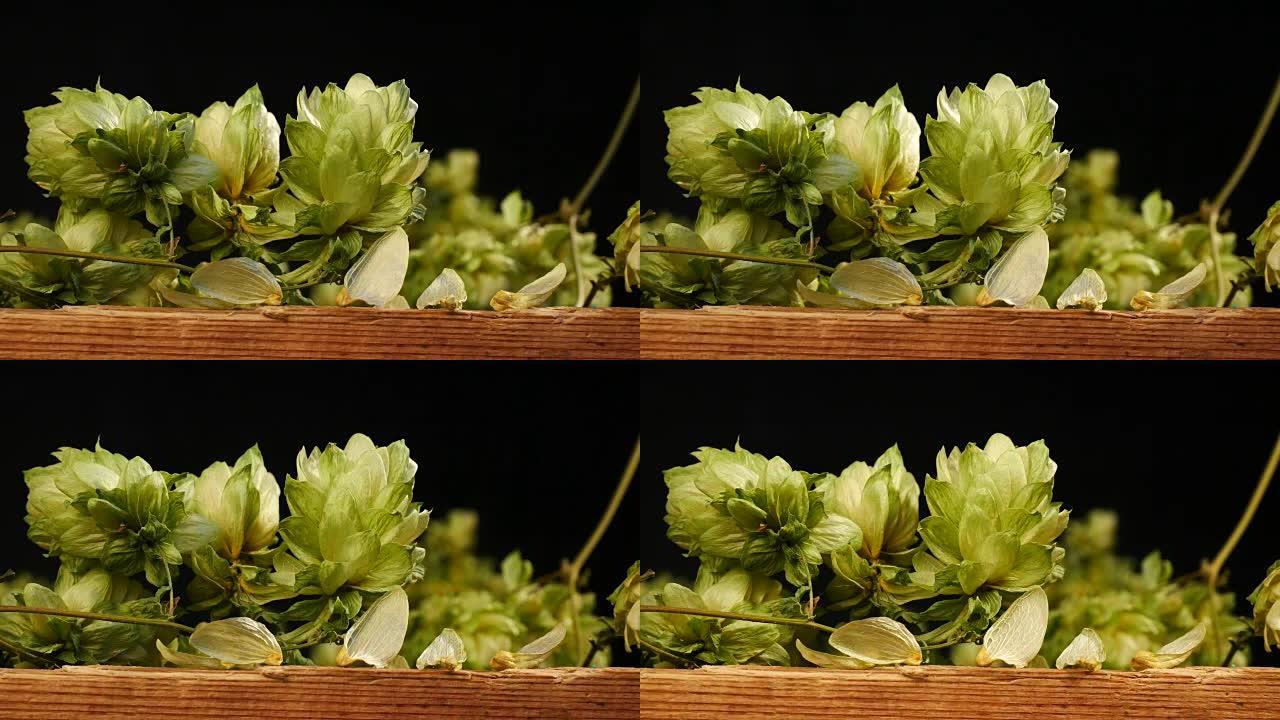 Detail of  Hop Cones on the Black Background. Moti