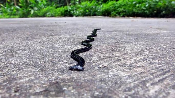 人行道上蛇的特写镜头