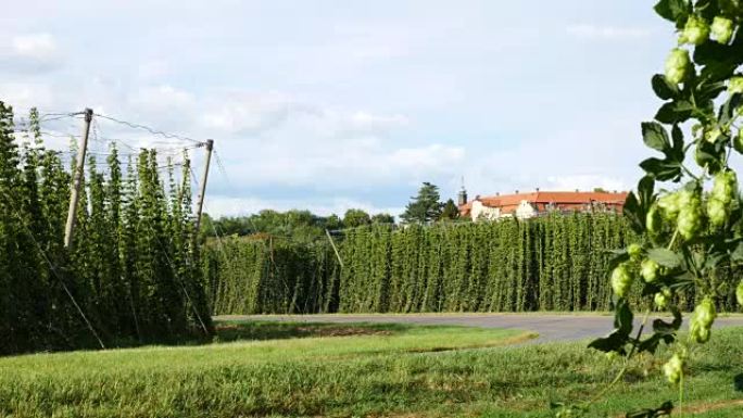Steknik村收获前的啤酒花田。捷克共和国。